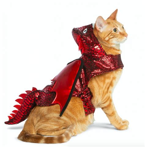 cat in a dragon costume